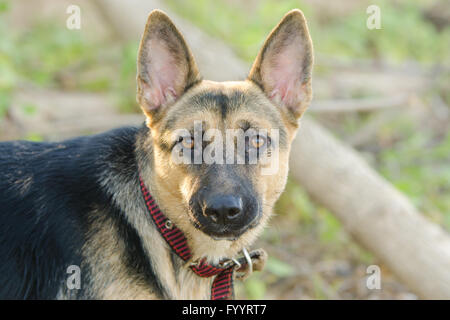 Portrait d'un métis et un chien de cour phases Berger Allemand Banque D'Images