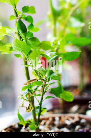 Capsicum annuum. La culture de piment rouge et vert sur un rebord de fenêtre, potager à l'intérieur de la maison Banque D'Images