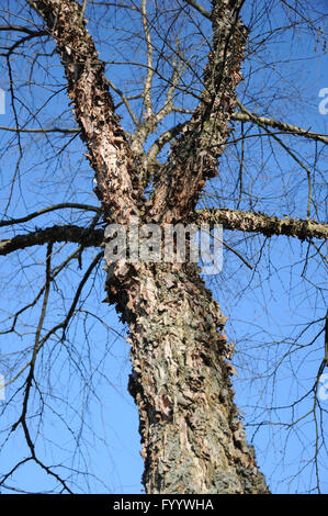 Betula nigra bouleau, écorce de la rivière, Banque D'Images