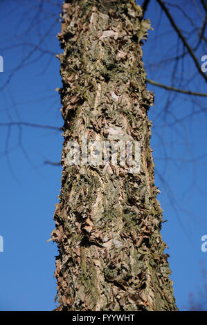 Betula nigra bouleau, écorce de la rivière, Banque D'Images