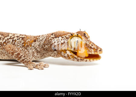 Gecko à queue épineuse du nord, Strophurus ciliaris, membre de la famille Diplodactylidae, léchant l'œil. Captive (orig. L'Australie) Banque D'Images