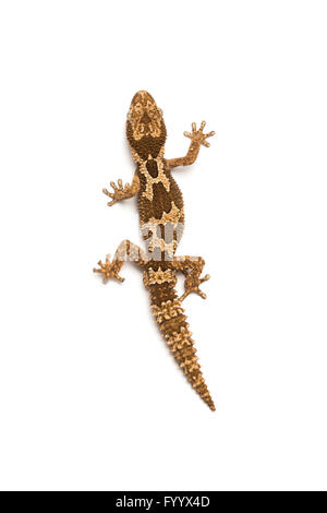 Rough-scaled Gecko, ou d'épaisseur rugueux-toed Gecko, Pachydactylus rugosus, Afrique du Sud Banque D'Images