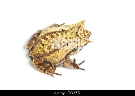 Crapaud cornu ou asiatique, Megophrys nasuta grenouille, un membre de l'Megophryidae. Sa forme permet de la cacher parmi les feuilles mortes. Asie Banque D'Images