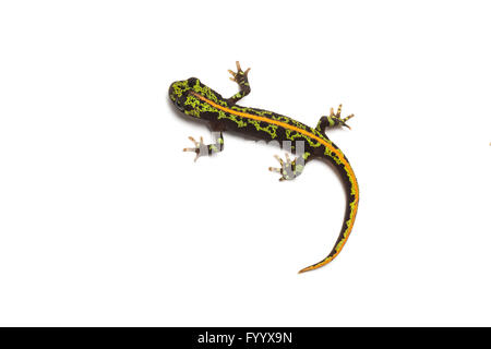 Le sud de NEWT, ou marbré marbré pygmée newt, Triturus pygmaeus, membre de la famille des Salamandridés. Le sud de l'Ibérie Banque D'Images