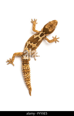 Rough-scaled Gecko, ou d'épaisseur rugueux-toed Gecko, Pachydactylus rugosus, Afrique du Sud (captive) Banque D'Images