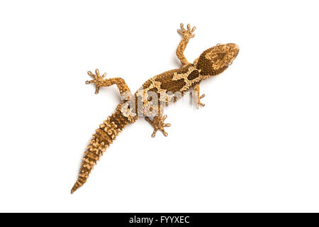 Rough-scaled Gecko, ou d'épaisseur rugueux-toed Gecko, Pachydactylus rugosus, Afrique du Sud (captive) Banque D'Images