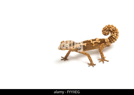 Rough-scaled Gecko, ou d'épaisseur rugueux-toed Gecko, Pachydactylus rugosus, Afrique du Sud (captive) Banque D'Images