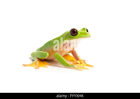 Spurrell's, Agalychnis spurrelli, Costa Rica, membre de l'Hylidés Banque D'Images