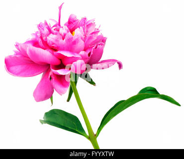 Pivoine fleur rose isolated on white Banque D'Images