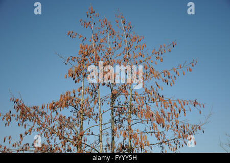 Alnus glutinosa aulne noir, Banque D'Images