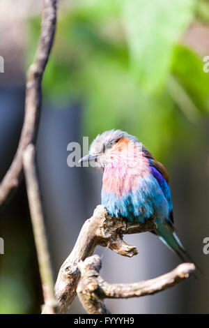 Lilac-breasted Roller (coracias caudatus), un oiseau africain coloré Banque D'Images