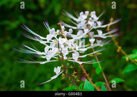 Cat's en fleurs plantes moustaches Banque D'Images