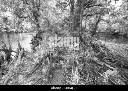 Ressorts Poe Park dispose d'un ressort de l'eau douce qui s'écoule à la proximité de la rivière de Santa Fe, dans le centre nord de la Floride. Banque D'Images