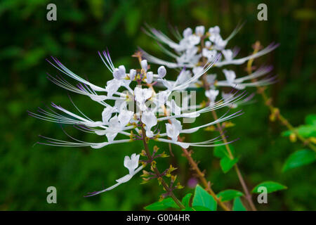 Cat's en fleurs plantes moustaches Banque D'Images