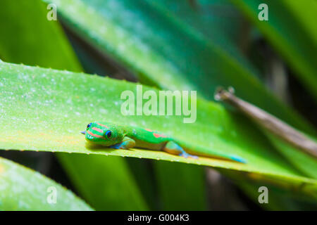 Les geckos colorés et plantes broméliacées portea Banque D'Images