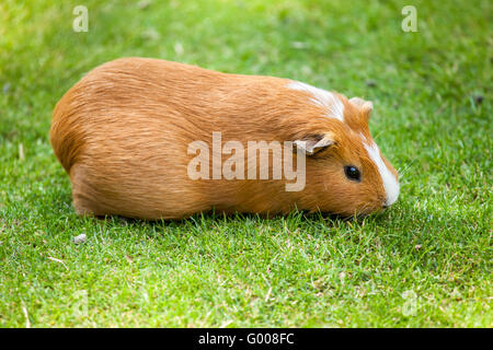 Cochon d'Inde marron et blanc mange de l'herbe Banque D'Images