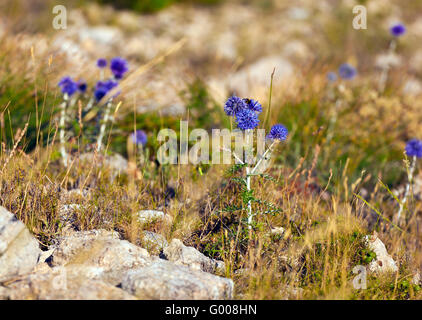 Fleurs violettes cultivées sur le rocher gris Banque D'Images