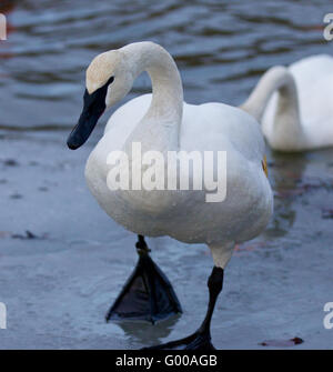 Belle image isolée avec un cygne trompette aller sur la glace Banque D'Images