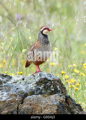 Red-legged partridge debout sur un rocher dans son habitat Banque D'Images