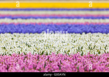 Hyacinthe. Belle rose, couleur blanc, jaune et bleu hyacinth des fleurs au printemps, le jardin floral background animé, fleur Banque D'Images