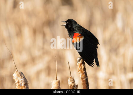 Mâle, rouge-noir ailé oiseau, Agelaius phoeniceus, perché sur un territoire de quenouilles et de l'exécution d'un afficheur et l'appel. Banque D'Images