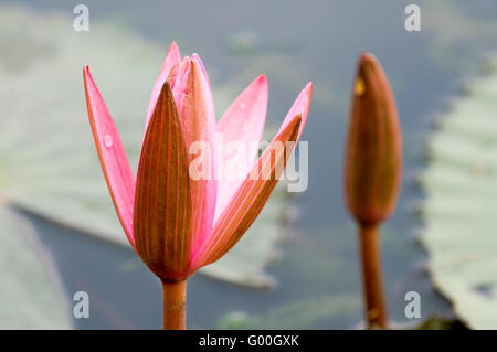 Le nénuphar rose et bud se pencher ensemble Banque D'Images