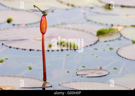 Le gros plan de dragon fly restant sur le dessus du bourgeon de lotus Banque D'Images