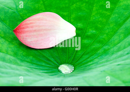 Close up of pink lotus petal sur feuille verte Banque D'Images