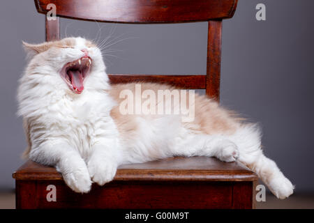 Fluffy cat mixedbred sur fond gris Banque D'Images