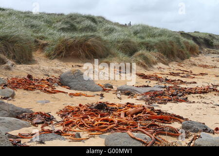 Le varech sur la plage de Catlins Banque D'Images