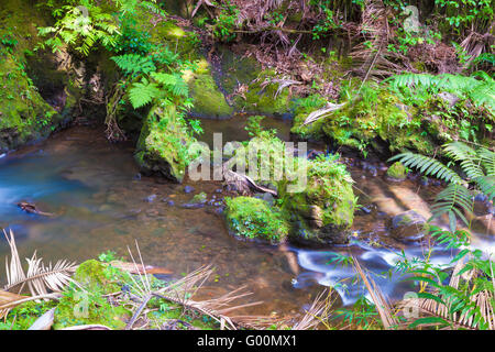 Cours d'eau par une forêt tropicale Banque D'Images