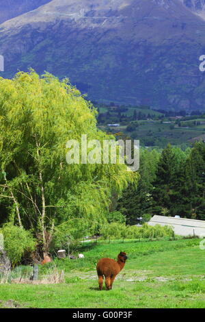 À la ferme d'alpaga à Queenstown Banque D'Images