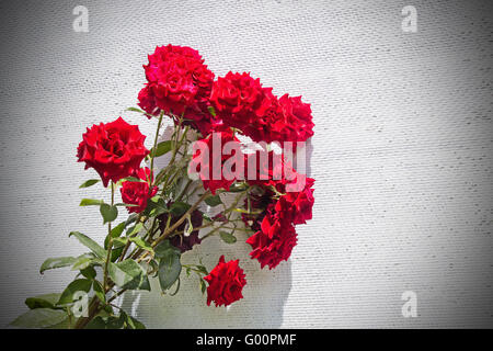 Bush de roses rouges sur un mur blanc Banque D'Images