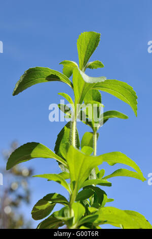 Le Stevia rebaudiana ou herbe sucrée Banque D'Images