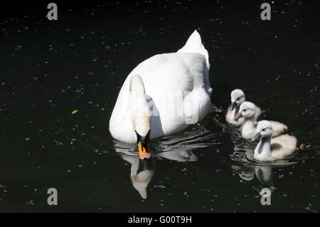 Ugly ducklings Banque D'Images