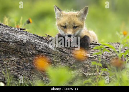 Le renard roux Banque D'Images