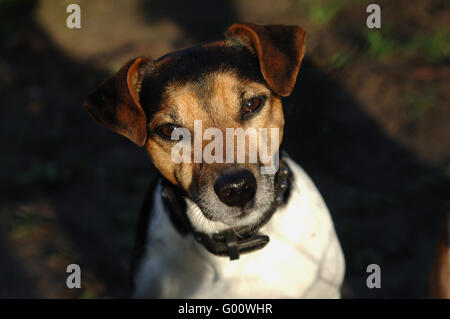 Jeune mâle Jack Russell Terrier yeux ensoleillée Banque D'Images