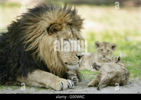 Lion asiatique Banque D'Images