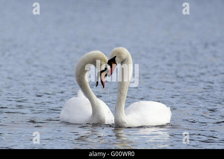 Cygne tuberculé Banque D'Images