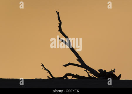 Driftwood à Praia de Chaves, Boa Vista, Cap Vert Banque D'Images