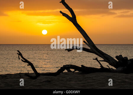 Coucher du soleil et du bois flotté à Praia de Chaves, Boa Vista, Cap Vert Banque D'Images