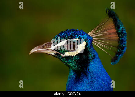 peafowl commun Banque D'Images