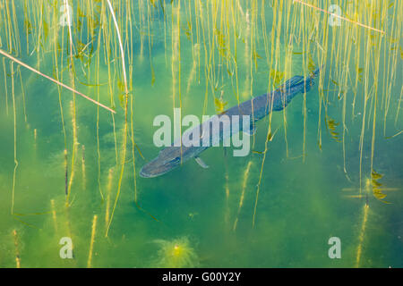 Le grand brochet (Esox lucius) dans le lac, Waterbeach, Cambridgeshire, Angleterre Banque D'Images