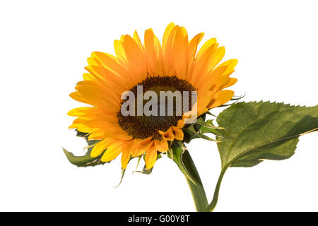 Sunflower against white background Banque D'Images