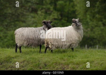 Graue gehörnte Heidschnucke, heath gris allemand Banque D'Images