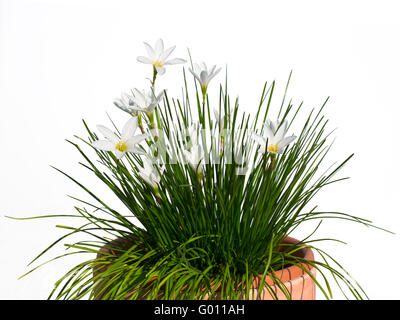 White Lily zephyr, Zephyranthes candida, en pot contre fond blanc Banque D'Images