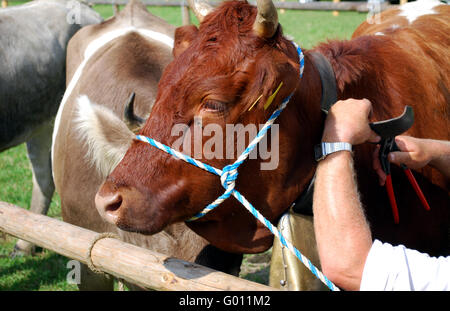 Bras d'un paysan sur le marché de bétail de régler la courroie d'une vache Banque D'Images