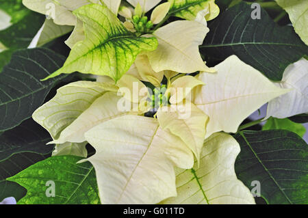 Poinsettia blanc Banque D'Images