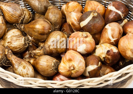 Tulpenzwiebeln Narzissenzwiebeln und, bulbes de tulipes et bulbes de jonquilles Banque D'Images