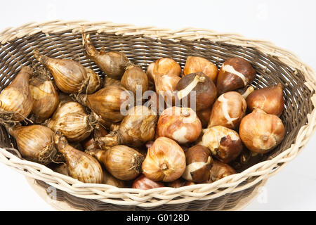 Tulpenzwiebeln Narzissenzwiebeln und, bulbes de tulipes et bulbes de jonquilles Banque D'Images